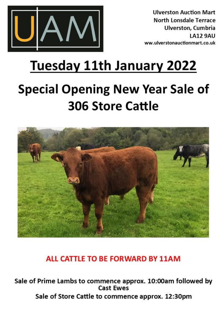 Catalogue for our Special Opening New Year Sale of Store Cattle on Tuesday 11th January